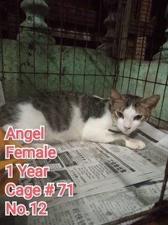 Angel - Domestic Short Hair Cat