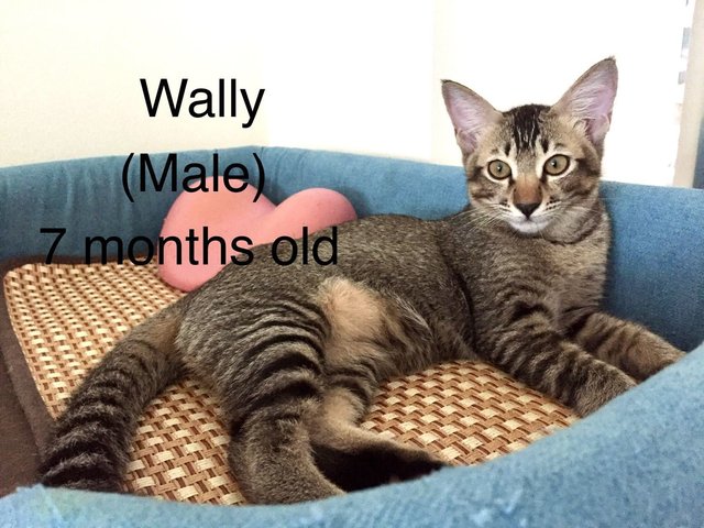 Wally - Domestic Short Hair Cat