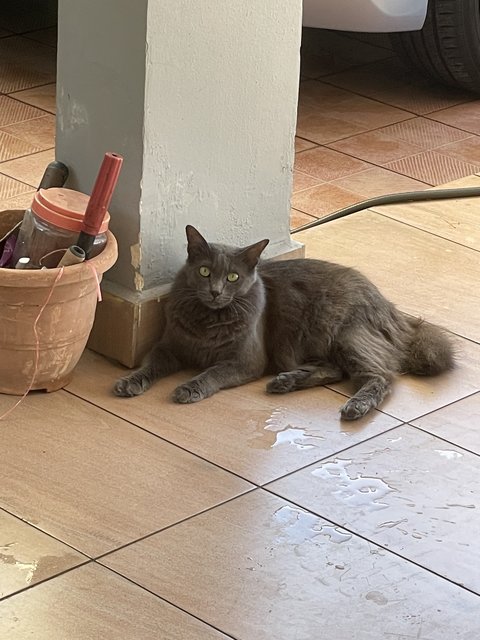 Grevy - Nebelung Cat