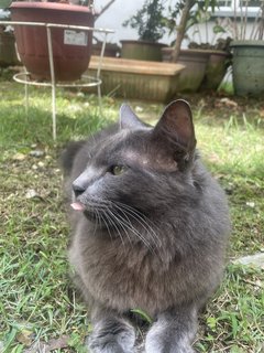 Grevy - Nebelung Cat