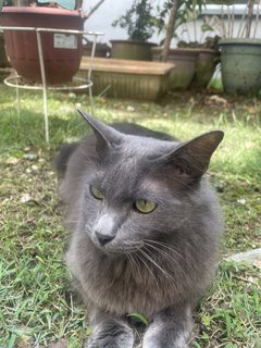 Grevy - Nebelung Cat