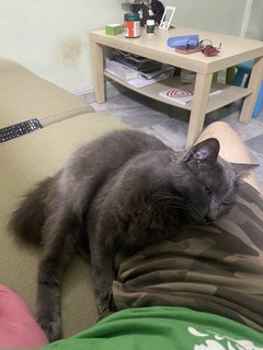 Grevy - Nebelung Cat