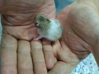 Mixed Syrians - Syrian / Golden Hamster Hamster