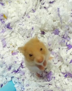 Mixed Syrians - Syrian / Golden Hamster Hamster