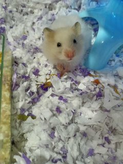 Mixed Syrians - Syrian / Golden Hamster Hamster