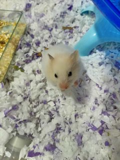 Mixed Syrians - Syrian / Golden Hamster Hamster