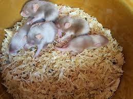 The Satin Family - Mouse Small & Furry