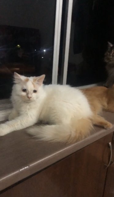 Snow - Domestic Long Hair Cat