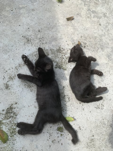 2 Black - Domestic Short Hair Cat