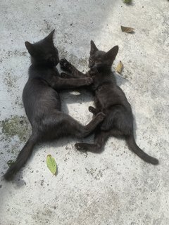 2 Black - Domestic Short Hair Cat