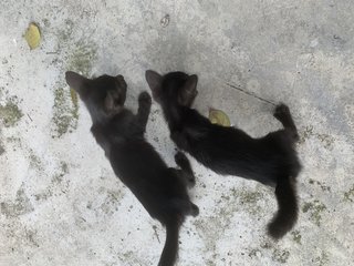 2 Black - Domestic Short Hair Cat