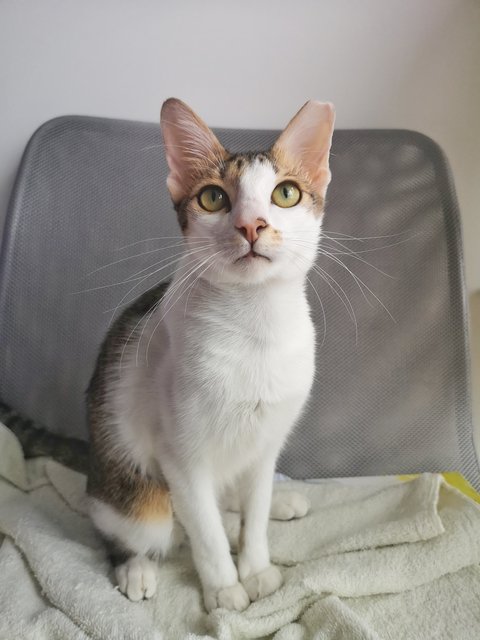 Pharaoh - Domestic Short Hair Cat