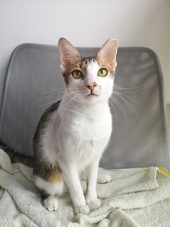 Pharaoh - Domestic Short Hair Cat