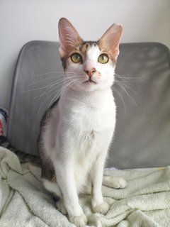 Pharaoh - Domestic Short Hair Cat