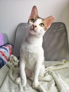 Pharaoh - Domestic Short Hair Cat