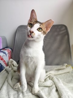 Pharaoh - Domestic Short Hair Cat