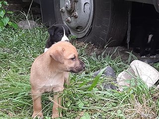 Klang Pups - Mixed Breed Dog