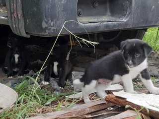 Klang Pups - Mixed Breed Dog