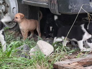 Klang Pups - Mixed Breed Dog