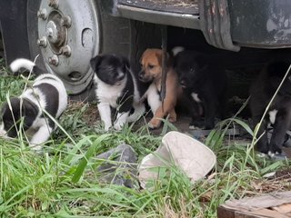 Klang Pups - Mixed Breed Dog