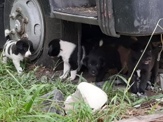 Klang Pups - Mixed Breed Dog