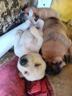 Cuties - Golden Retriever Mix Dog