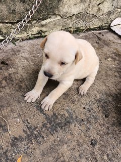 Cuties - Golden Retriever Mix Dog