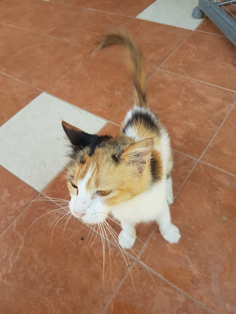 Stray Female  - Domestic Medium Hair + Calico Cat