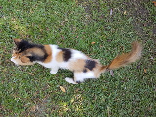 Stray Female  - Domestic Medium Hair + Calico Cat