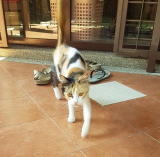 Stray Female  - Domestic Medium Hair + Calico Cat