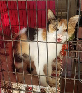 Stray Female  - Domestic Medium Hair + Calico Cat