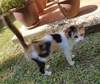 Stray Female  - Domestic Medium Hair + Calico Cat