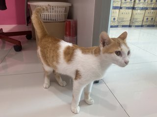 Orange Juice - Domestic Short Hair Cat