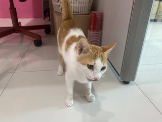 Orange Juice - Domestic Short Hair Cat