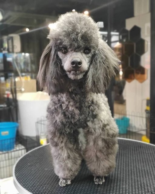 Kobe - Poodle Dog