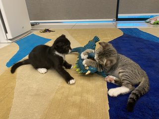 Loki - Scottish Fold + British Shorthair Cat