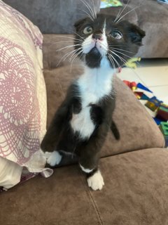 Loki - Scottish Fold + British Shorthair Cat