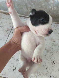 Abandoned Puppies @ Seri Kembangan - Mixed Breed Dog