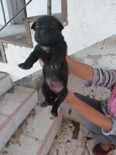 Abandoned Puppies @ Seri Kembangan - Mixed Breed Dog