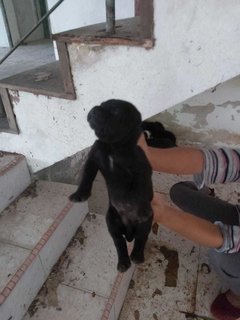 Abandoned Puppies @ Seri Kembangan - Mixed Breed Dog