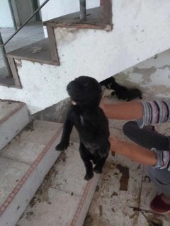 Abandoned Puppies @ Seri Kembangan - Mixed Breed Dog