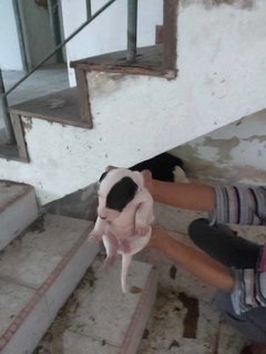 Abandoned Puppies @ Seri Kembangan - Mixed Breed Dog