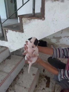 Abandoned Puppies @ Seri Kembangan - Mixed Breed Dog