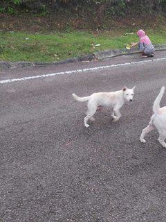 Abandoned Puppies @ Seri Kembangan - Mixed Breed Dog