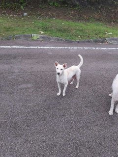 Abandoned Puppies @ Seri Kembangan - Mixed Breed Dog