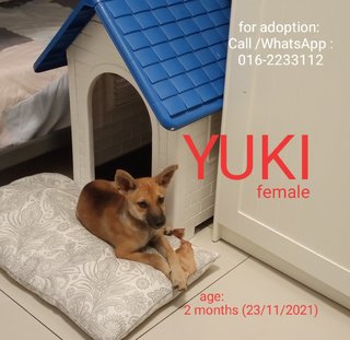 Yuki - Mixed Breed Dog