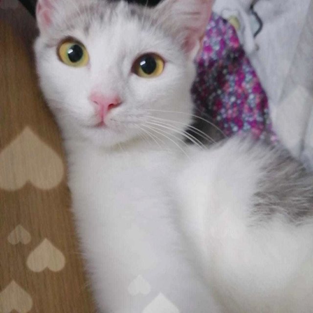 Yuzuru - Domestic Short Hair Cat