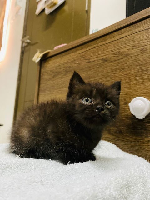 Brit - Domestic Long Hair + British Shorthair Cat