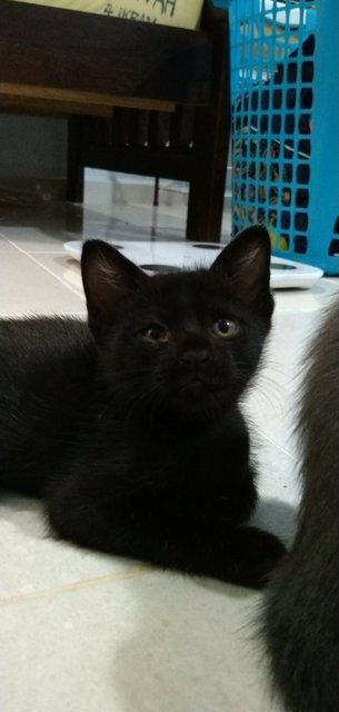 2 Females Grey 1 Male Black - Domestic Short Hair Cat