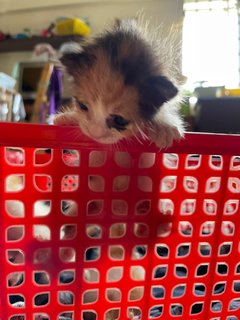 4 Siblings  - Domestic Medium Hair Cat